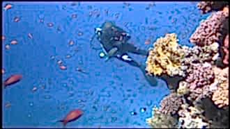 Sharm El Sheikh Turları