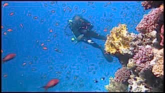 Sharm El Sheikh Turu